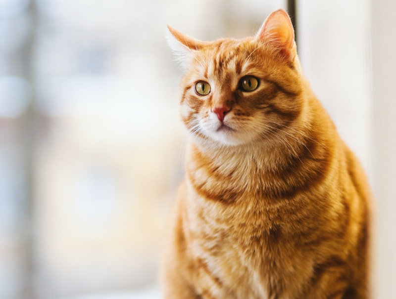 Wright's Corners Animal Care Center Payment Options