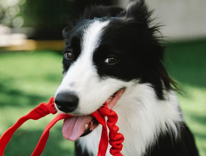 Lockport Pet Health Care