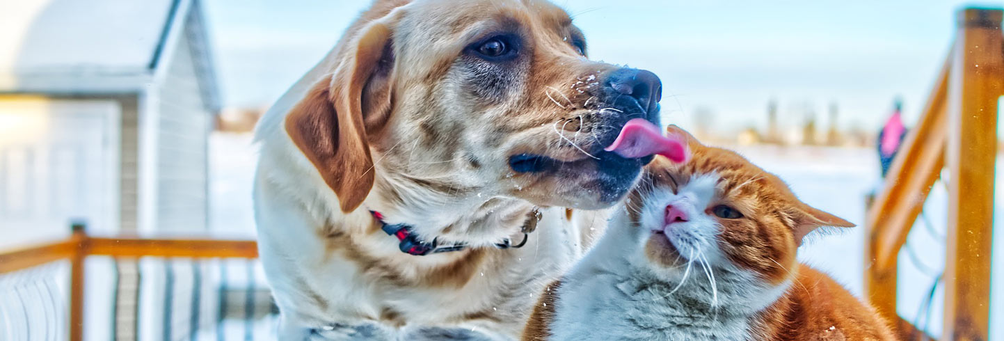 Lockport veterinarians